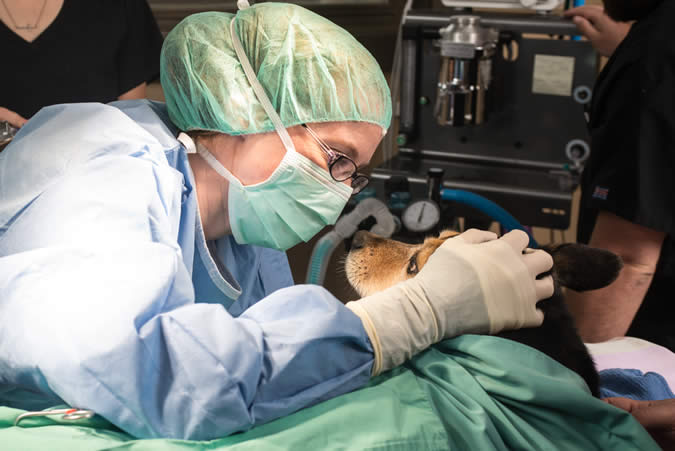 Orthopedic Surgeon for Dogs Close Up 