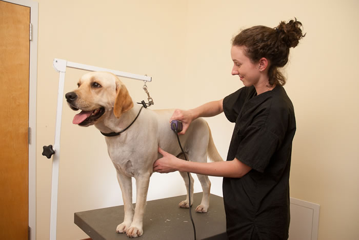 microchipping services for pets