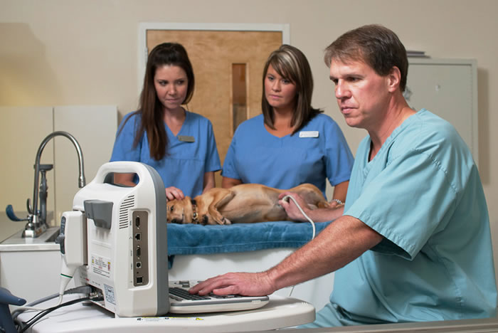ultrasound for dogs